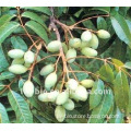 Olive leaf Extract, Olea Europaea(Olive)Leaf Extract